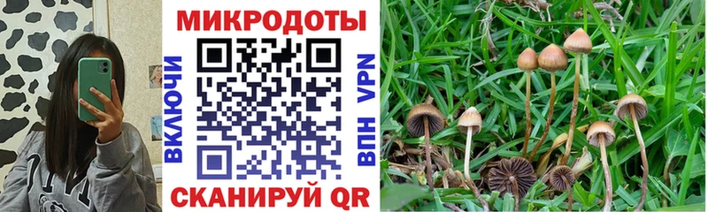 Галлюциногенные грибы Cubensis Фролово